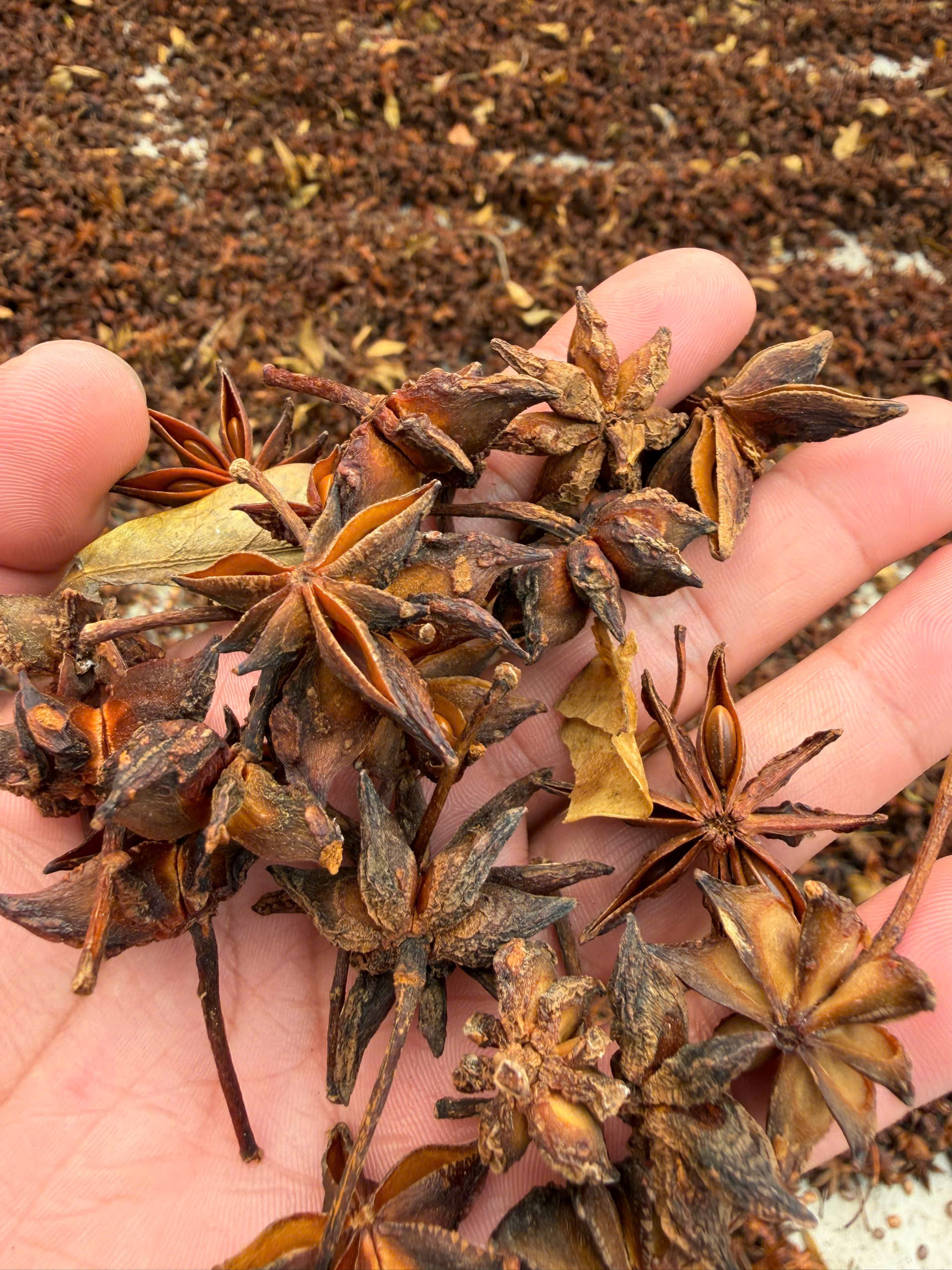 Hoa Hồi Khô Bình Liêu 100g | 100% Tự Nhiên | Thác Khe Vằn